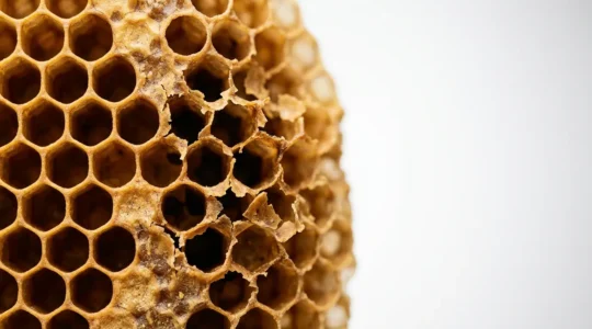Scientific visualization showing trabecular bone microarchitecture comparing healthy bone structure to osteoporotic bone with decreased density