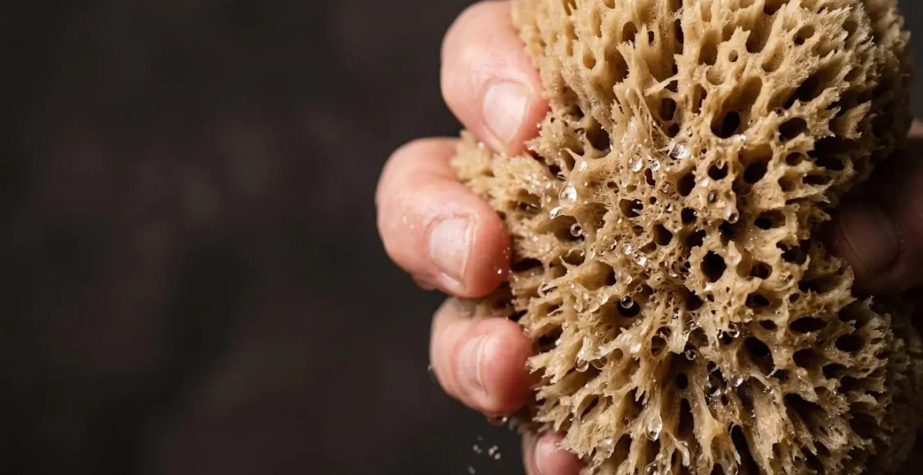 Macro close-up of natural sponge showing texture and water absorption capacity as metaphor for cartilage